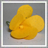 Nuovo fiore per bomboniera