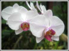 Orchidee