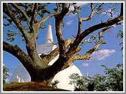 Anuradhapura - Tempio