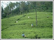 Nuwara Eliya