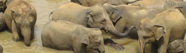 Dung Paper - Carta in cacca di elefante