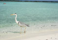 Turismo Responsabile Maldive
