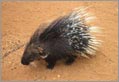 Sigiriya Turismo Responsabile