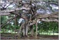 Kandy - Responsible Tourism