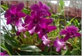 Kandy - Responsible Tourism