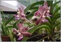 Kandy - Responsible Tourism