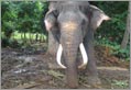 Pinnawela - Responsible Tourism