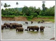 Maximus - Sri-Lanka