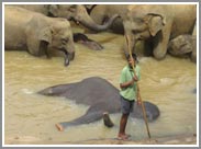 Maximus - Sri-Lanka